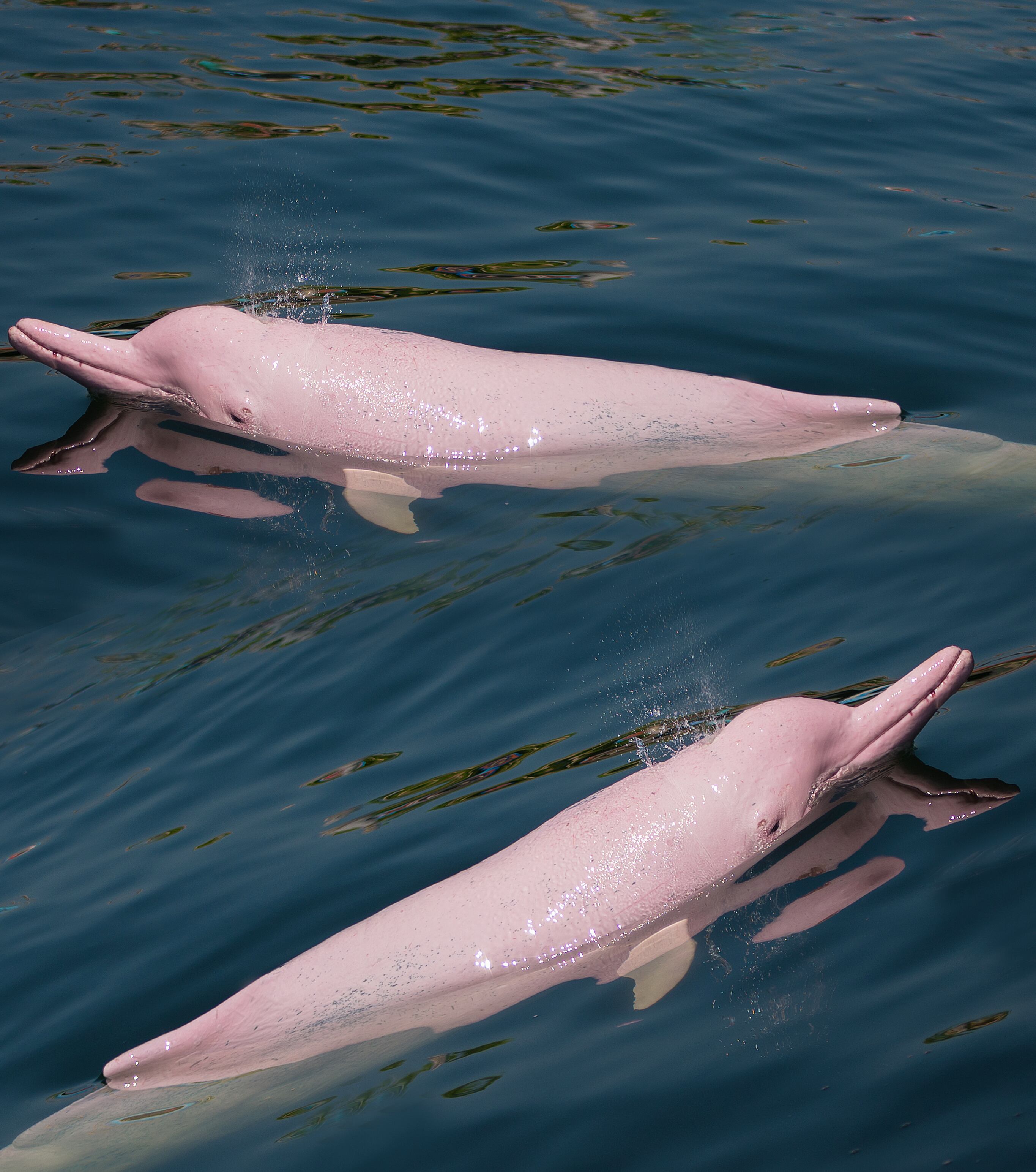 Delfines rosados