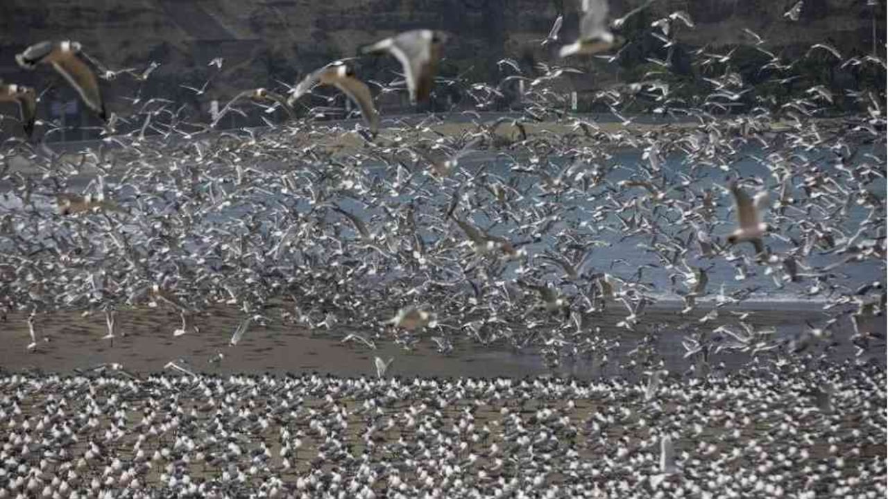 Gaviotas y pelícanos aprovechan la ausencia de humanos en la playa de Agua Dulce. Foto: AP