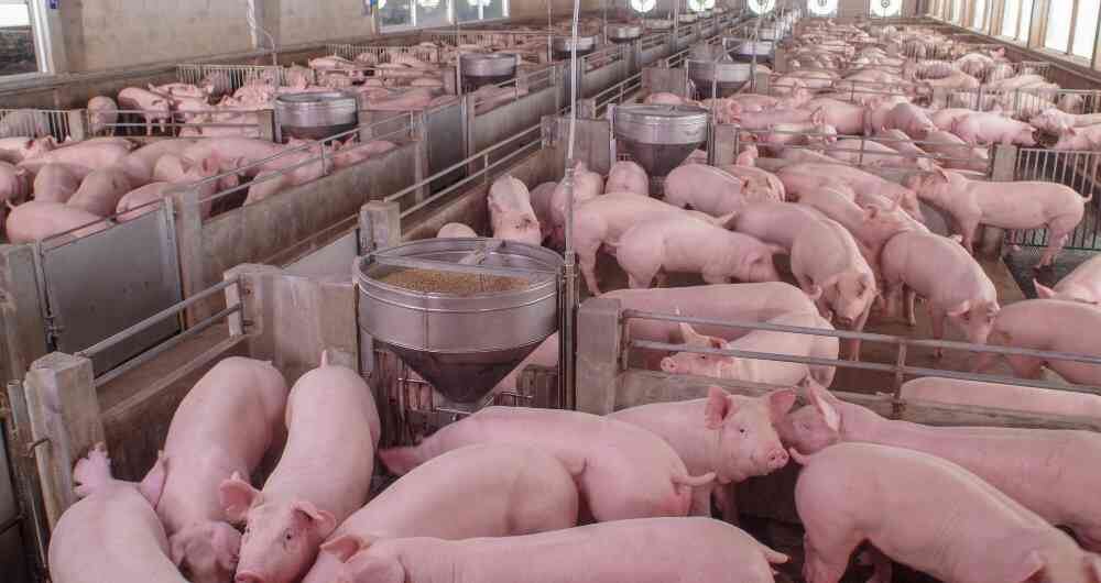 Durante el paro, el primer desafío de Aliar consistió en definir qué hacer con los cerdos que no se vendían, pues tenían que seguir comiendo, en un momento en que debían bajar los costos.