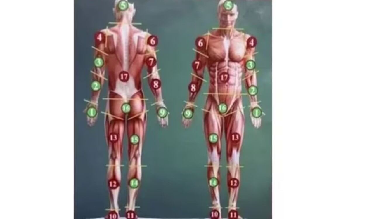 Las partes verdes corresponden a las encontradas por las autoridades