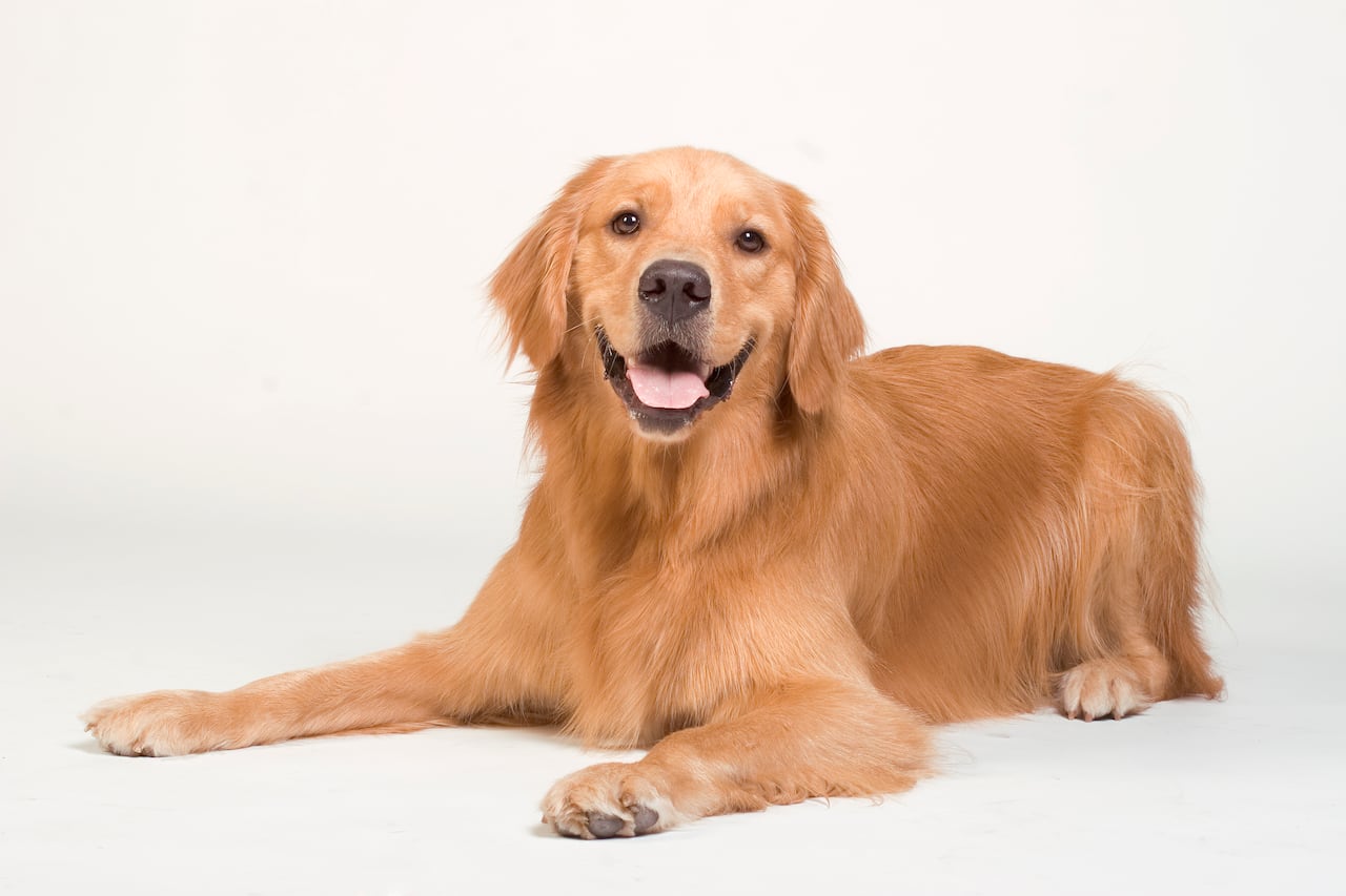 Golden Retriever