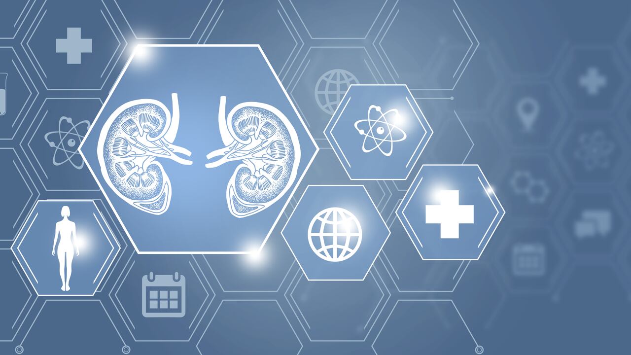 Los riñones son esenciales para la vida porque filtran la orina y expulsan toxinas.