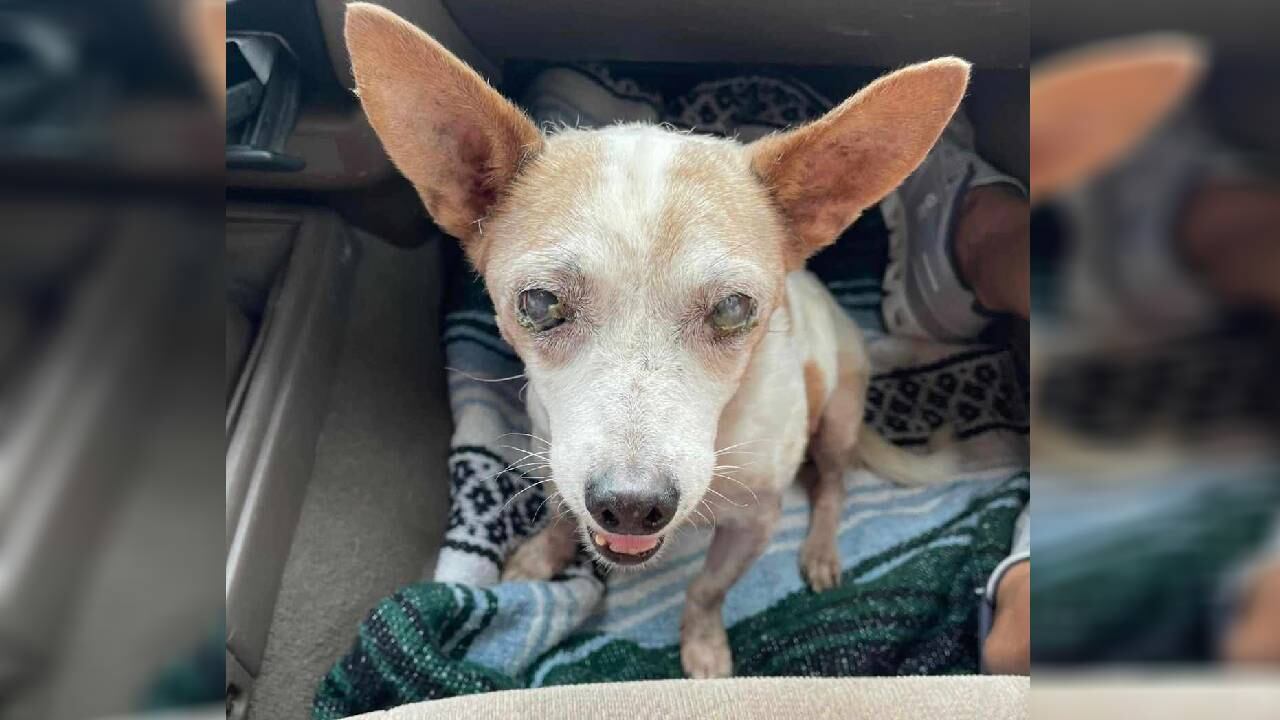 Un hombre mostró su interés para adoptar este perro, tras conocer el caso de abandono.