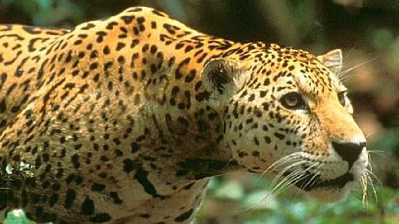 Jaguar en libertad.