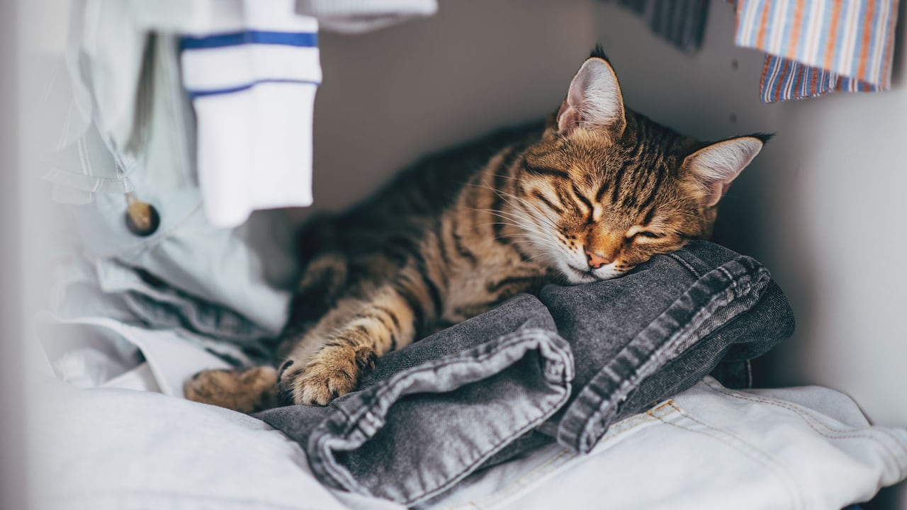 Los gatos presentan hábitos que pueden resultar llamativos para sus dueños, como dormir sobre la ropa.