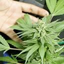 En Canadá se aprobó un proyecto de ley que regula la producción, distribución y consumo del cannabis.