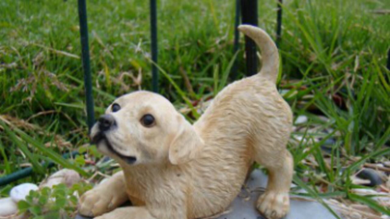 Los caninos y felinos son los animales que pueden acceder a estos seguros, pero para ello sus dueños deben asegurarse de tenerlos identificados y censados.