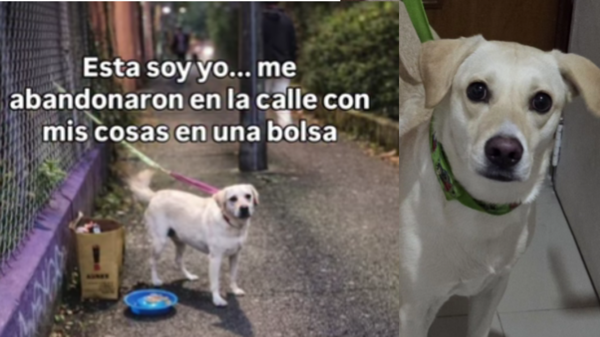 La perrita fue rescatada en Medellín luego de que fuera abandonada junto a sus pertenencias en Medellín.