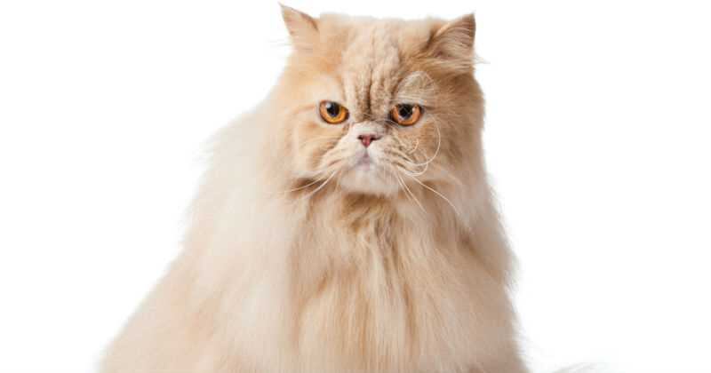 Los nombres de los gatos son: Goldfinger, Leo, Cleopatra, Napoleón, Snowball, Squeaky. 