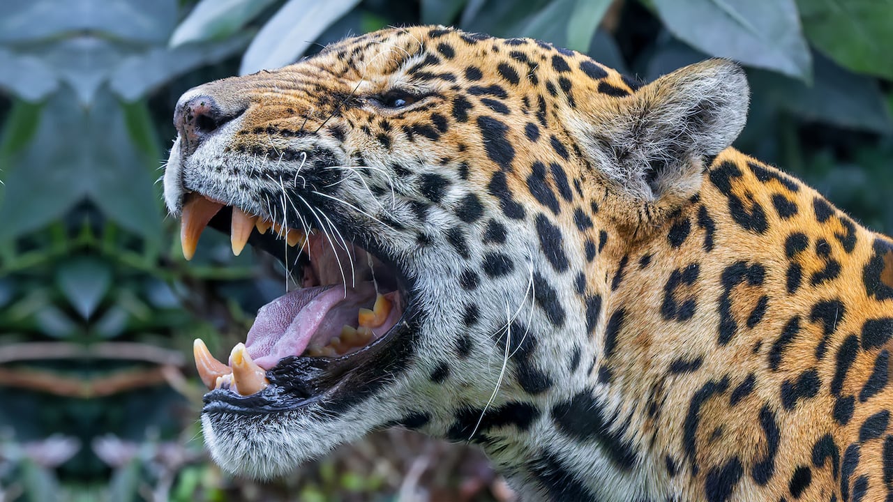 Los Llanos Orientales, las islas de San Andrés y el Golfo de Morisquillo son algunas de las regiones donde se puede disfrutar de un turismo salvaje y con mayor cercanía a la fauna silvestre de nuestro país. / jaguar colombiano.