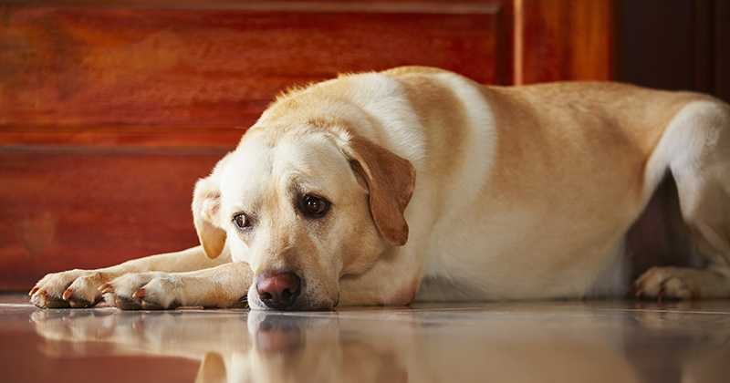 Perros solos en casa