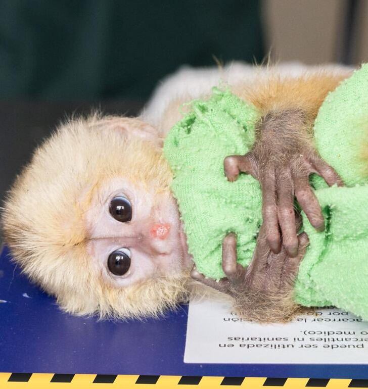 Varios monos bebés fueron arrancados de sus padres para traficar con ellos.