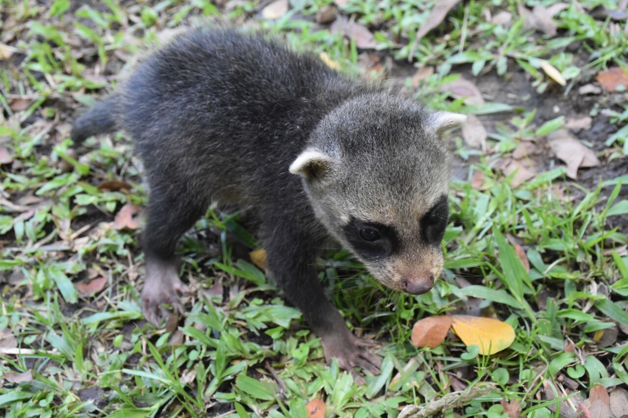 Una de las crías rescatadas de mapache.