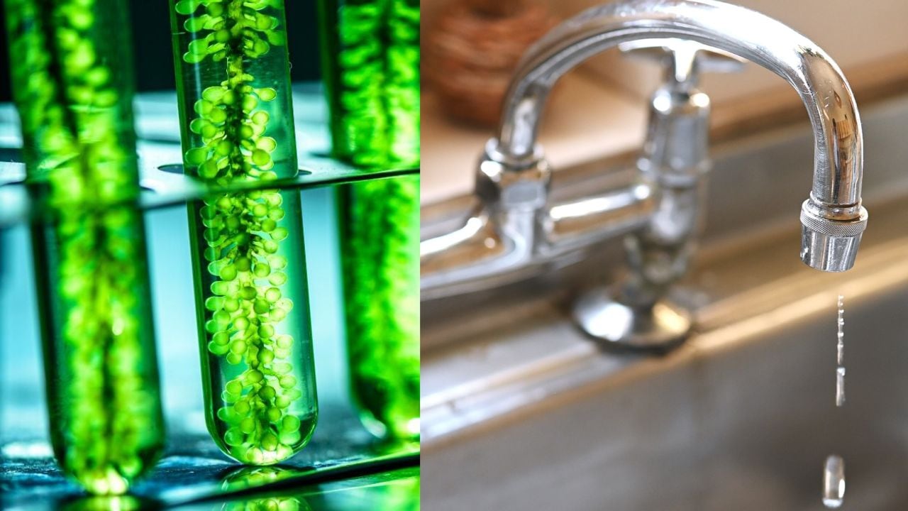 Hallazgo de microalgas en agua cruda en Cartagena.