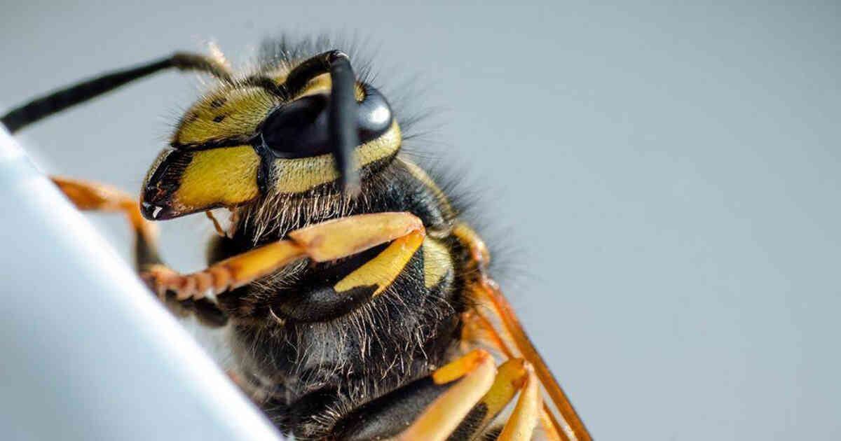 En Colombia no se encuentran climas favorables para que esta especie pueda establecerse.