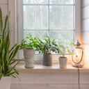 Hay lugares de la casa en los que es mejor evitar poner la lengua de suegra.