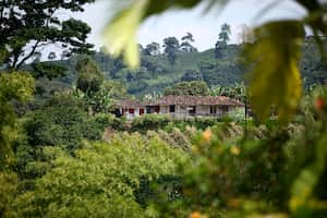 FINCA CAFETERA. CHINCHINA-CALDAS . EJE CAFETERO.
SEPTIEMBRE 13 DE 2008.
FOTO: JUAN CARLOS SIERRA-REVISTA SEMANA.