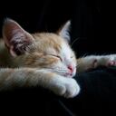 Los gatos suelen caer en un reposo completo después de 30 minutos de siesta. Esto ocurre principalmente en la noche.