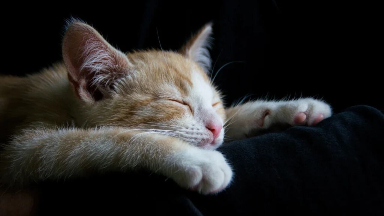 Los gatos suelen caer en un reposo completo después de 30 minutos de siesta. Esto ocurre principalmente en la noche.