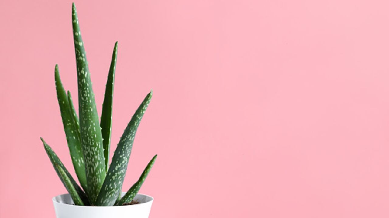 Las plantas se pueden dejar en una matera, pero hay quienes optan por colgarlas.