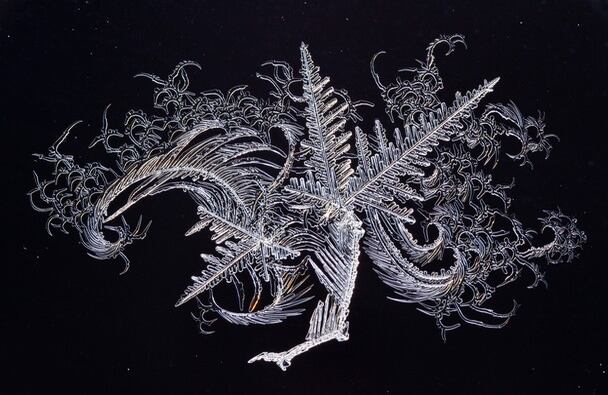 Mención honorífica en la categoría "Naturaleza": "Dragón"  Ubicación: Tabasalu, Estonia  Fotografía y leyenda por Maie Kirnmann/Concurso de fotografía National Geographic 2014