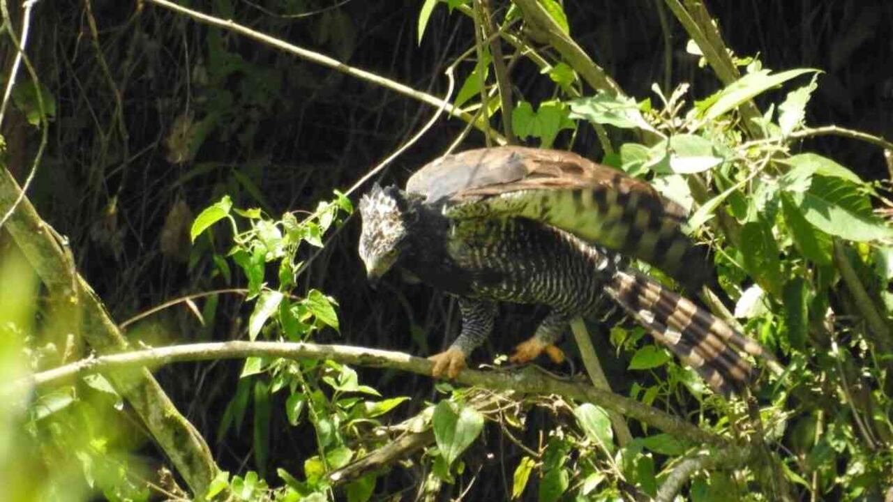 Esta rapaz nunca había hecho presencia en la capital del departamento de Antioquia. Foto: Alcaldía de Medellín.