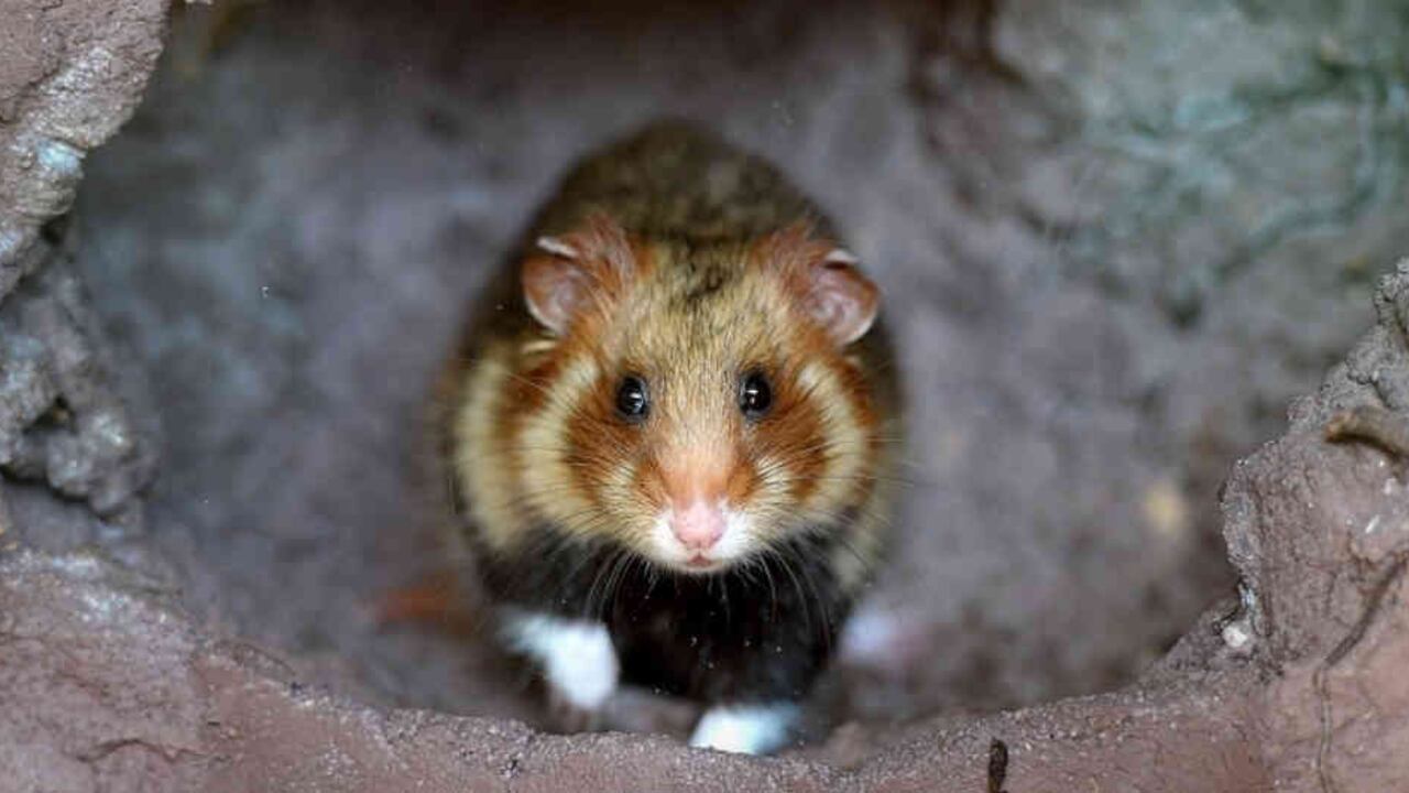 Cuatro meses después de la aparición de los primeros casos de COVID-19 en China, Hong Kong logró limitar el número de casos a 1.000, que causaron solo cuatro muertos.