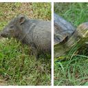 Las comunidades indígenas y rurales deben consumir carne de animales silvestres, pues en muchas oportunidades no tienen otra alternativa alimentaria.