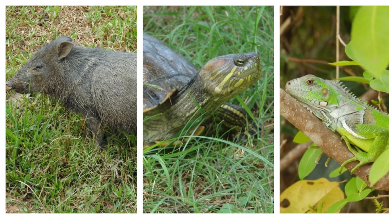 Las comunidades indígenas y rurales deben consumir carne de animales silvestres, pues en muchas oportunidades no tienen otra alternativa alimentaria.