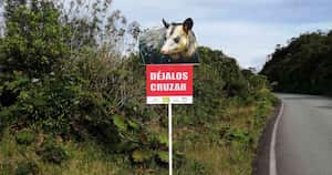 Señalización que viene siendo instalada en la vía entre La Ceja y La Unión en Antioquia para prevenir el atropellamiento de fauna silvestre. Foto: Cornare.