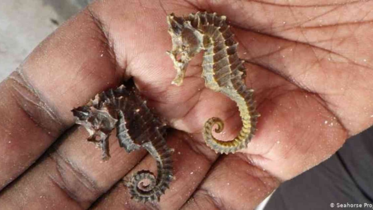 El creciente comercio internacional de caballitos de mar los está poniendo en peligro de extinción. Foto: DW.