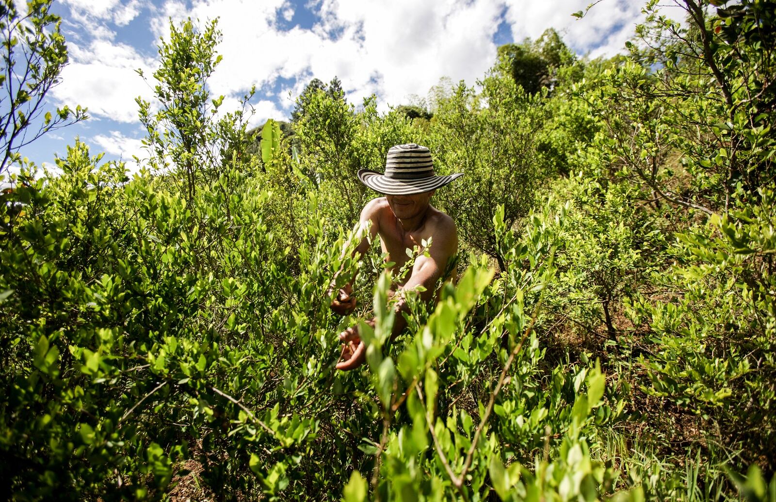 Por medio del PNIS, se sustituyeron voluntariamente más de 49.000 hectáreas de coca hasta la mitad de 2018. La meta de 2017 era de 100.000.