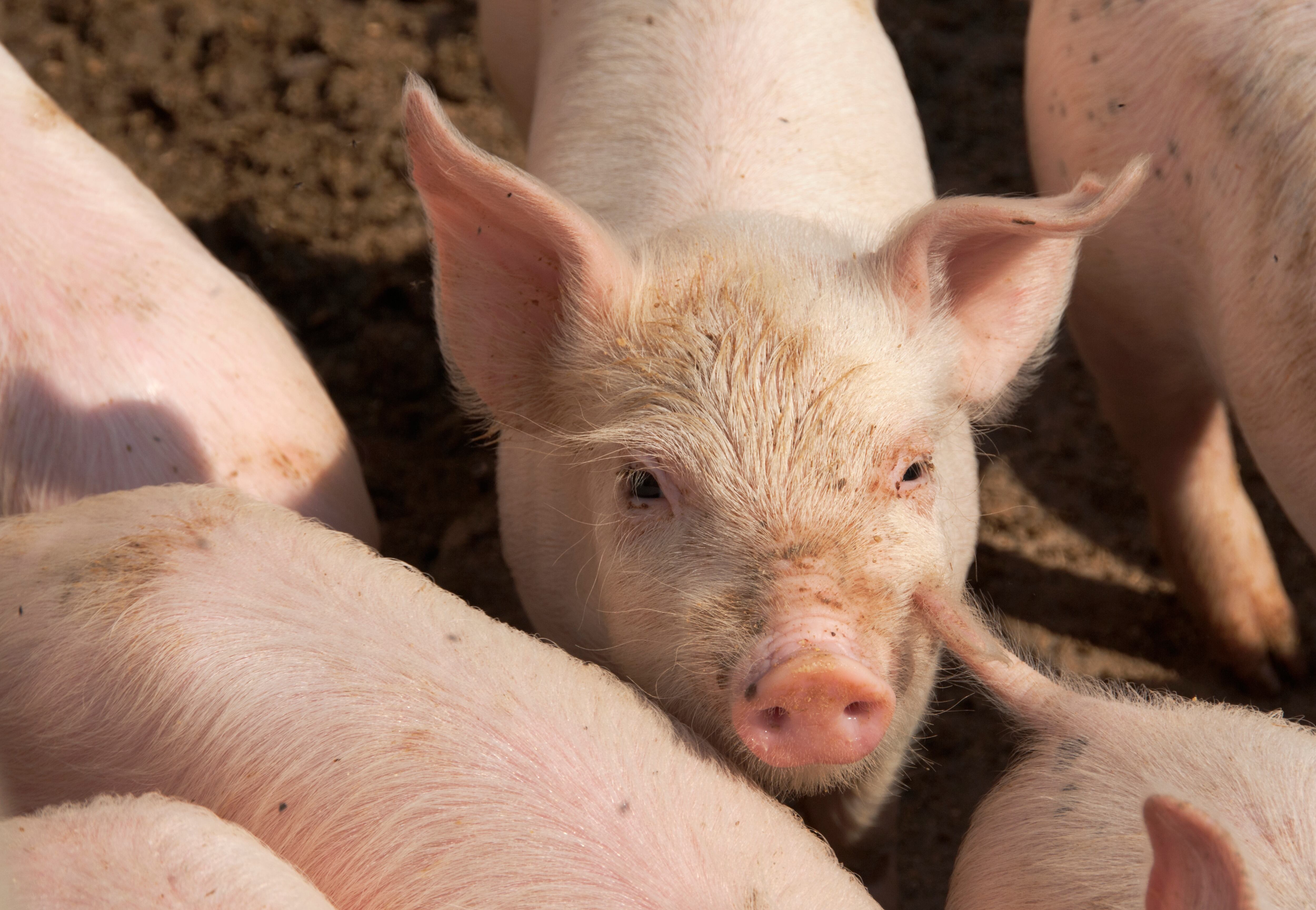 Piglets on a farm near Manciano, Tuscany, Italy.