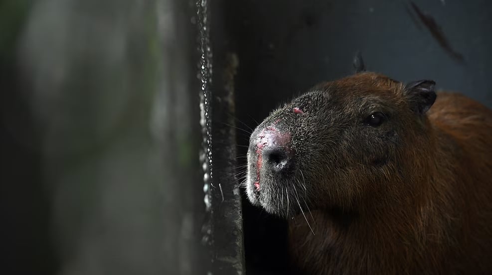 El capibara fue trasladado a la Universidad Estacio, donde permanece bajo observación tras el violento ataque.