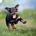La firma del presidente es un paso histórico para la protección de los animales.
