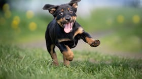 La firma del presidente es un paso histórico para la protección de los animales.
