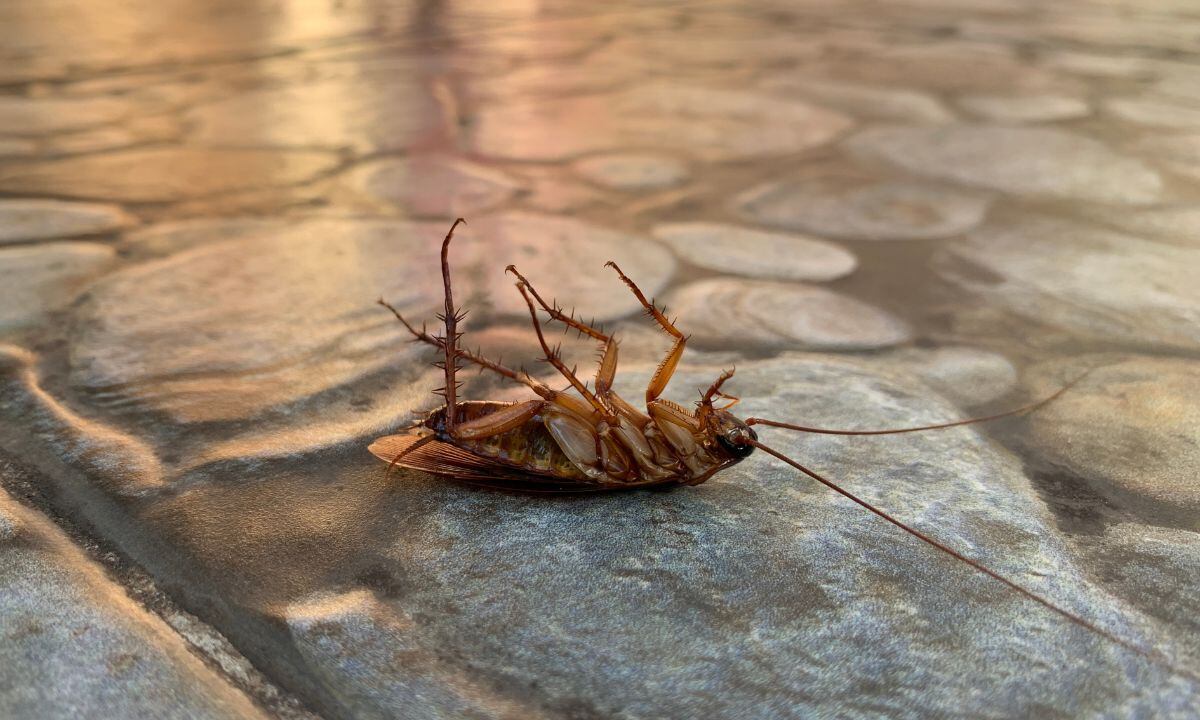 Lo que atrae a las cucarachas.