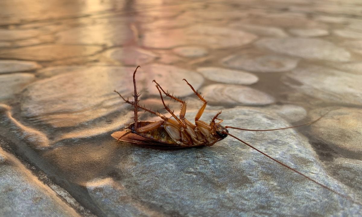 Lo que atrae a las cucarachas.