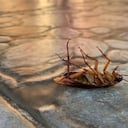 Lo que atrae a las cucarachas.