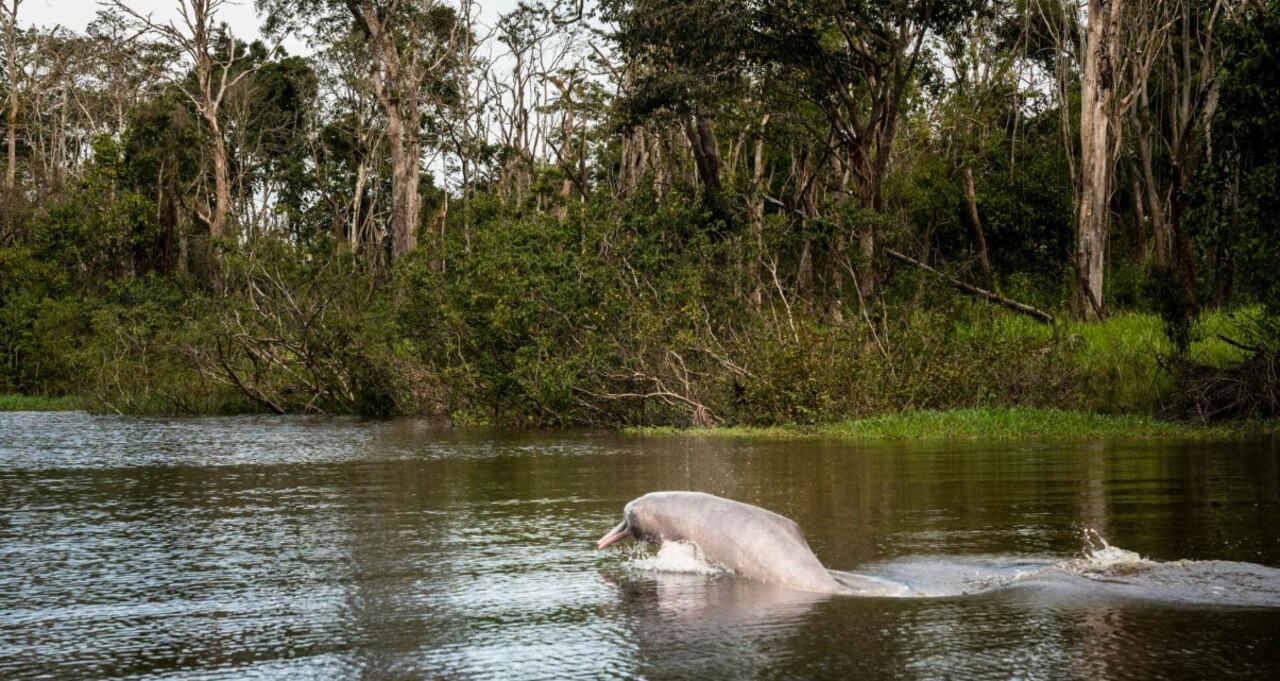 Puerto Carreño, la antesala de las extensas sabanas indómitas típicas de la Orinoquía norte de Colombia.