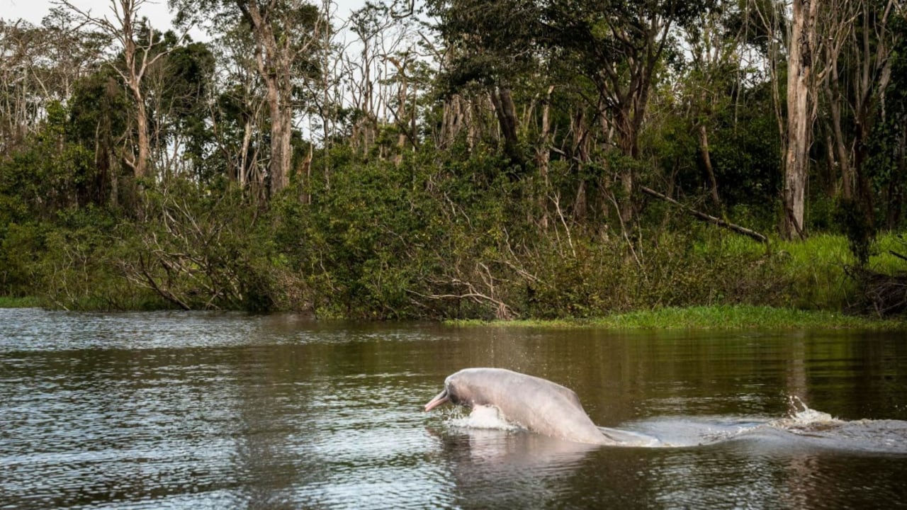 Uno de los planes para hacer en Puerto Carreño es avistar los delfines rosados.