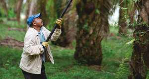 Para Carlos José Murgas, vicepresidente de Oleoflores, el gobierno del presidente Petro tiene como gran ejemplo la palmicultura colombiana, que se ha venido desarrollando con responsabilidad