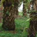 Para Carlos José Murgas, vicepresidente de Oleoflores, el gobierno del presidente Petro tiene como gran ejemplo la palmicultura colombiana, que se ha venido desarrollando con responsabilidad