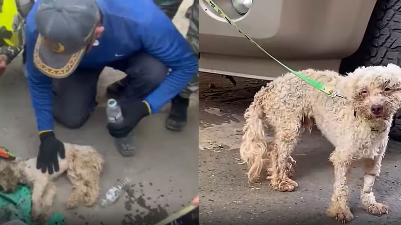 Veterinarios que atendieron a Bailey tras su rescate calificaron su caso como un “milagro”, después de los terremotos en Venezuela.
