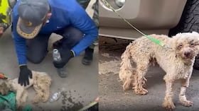 Bailey, perro encontrado en Venezuela