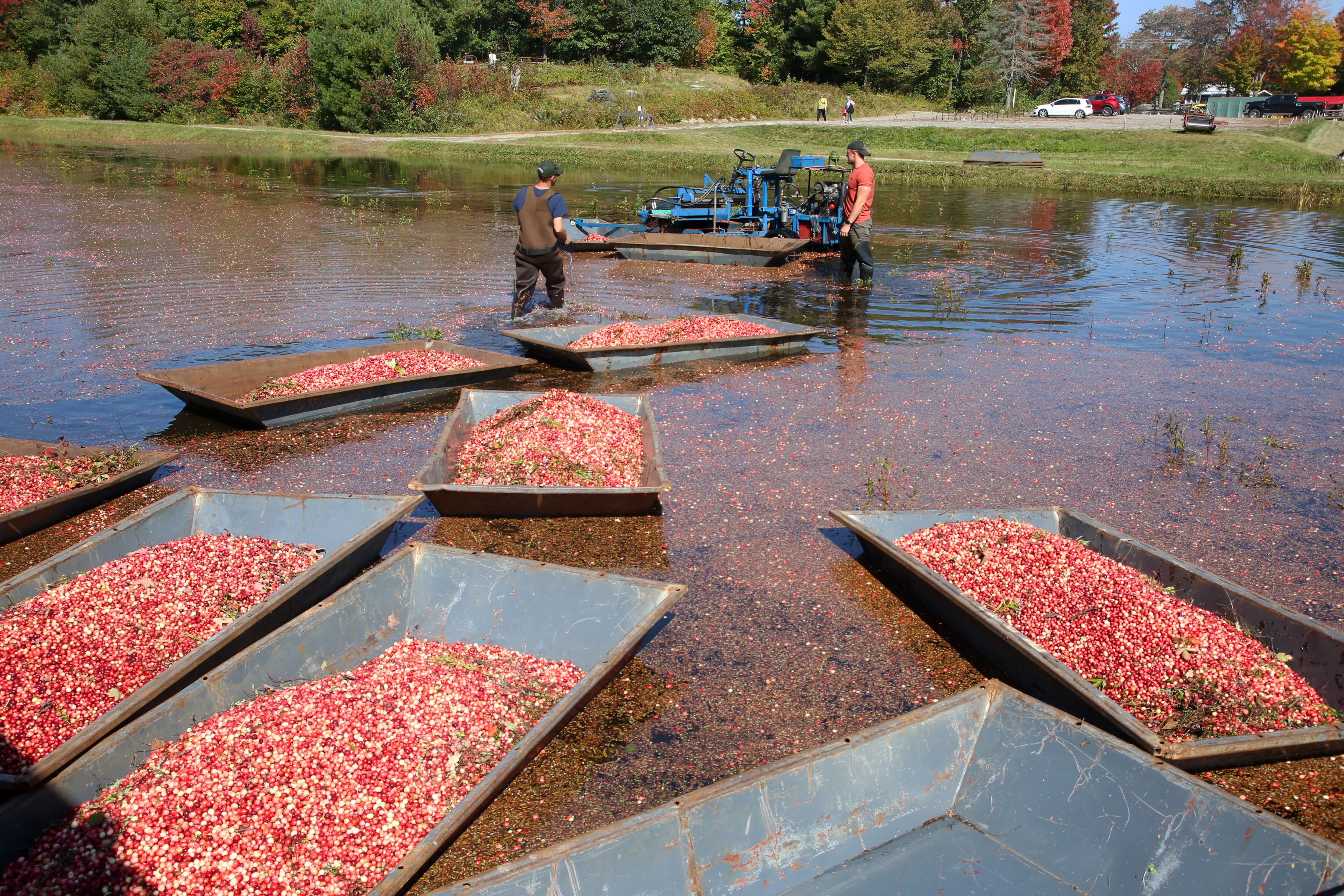 Los arándanos cosechados en contenedores flotan en el pantano de arándanos esperando ser transportados a la empacadora para su clasificación durante la cosecha de arándanos en Bala, Ontario, Canadá, el 29 de septiembre de 2023. Esta granja tiene 27 acres y produce alrededor de 300,000-400,000 libras de arándanos por año.