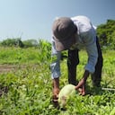 Desde hace 15 años trabajan en unos predios de extinción de dominio en los que durante la pandemia sembraron maíz híbrido que les entregó la Gobernación del departamento, gracias al cual pudieron subsistir.