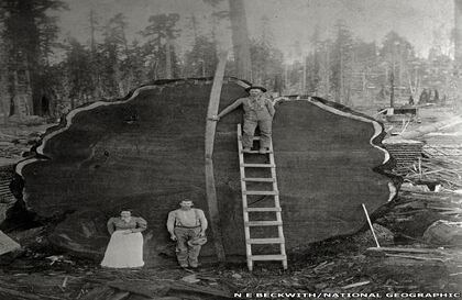 La venta incluirá fotos únicas e imágenes de archivo sorprendentes como esta de 1892, en la que se ven madereros al pie del árbol gigante Mark Twain, en California, tras ser cortado. Esta foto fue tomada por N.E. Beckwith. (Foto original de NatGeo / Tomada de BBC Mundo).