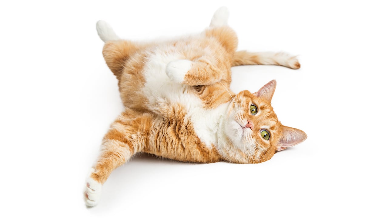 El gato criollo puede vivir hasta 20 años si cuenta con los cuidados correctos.