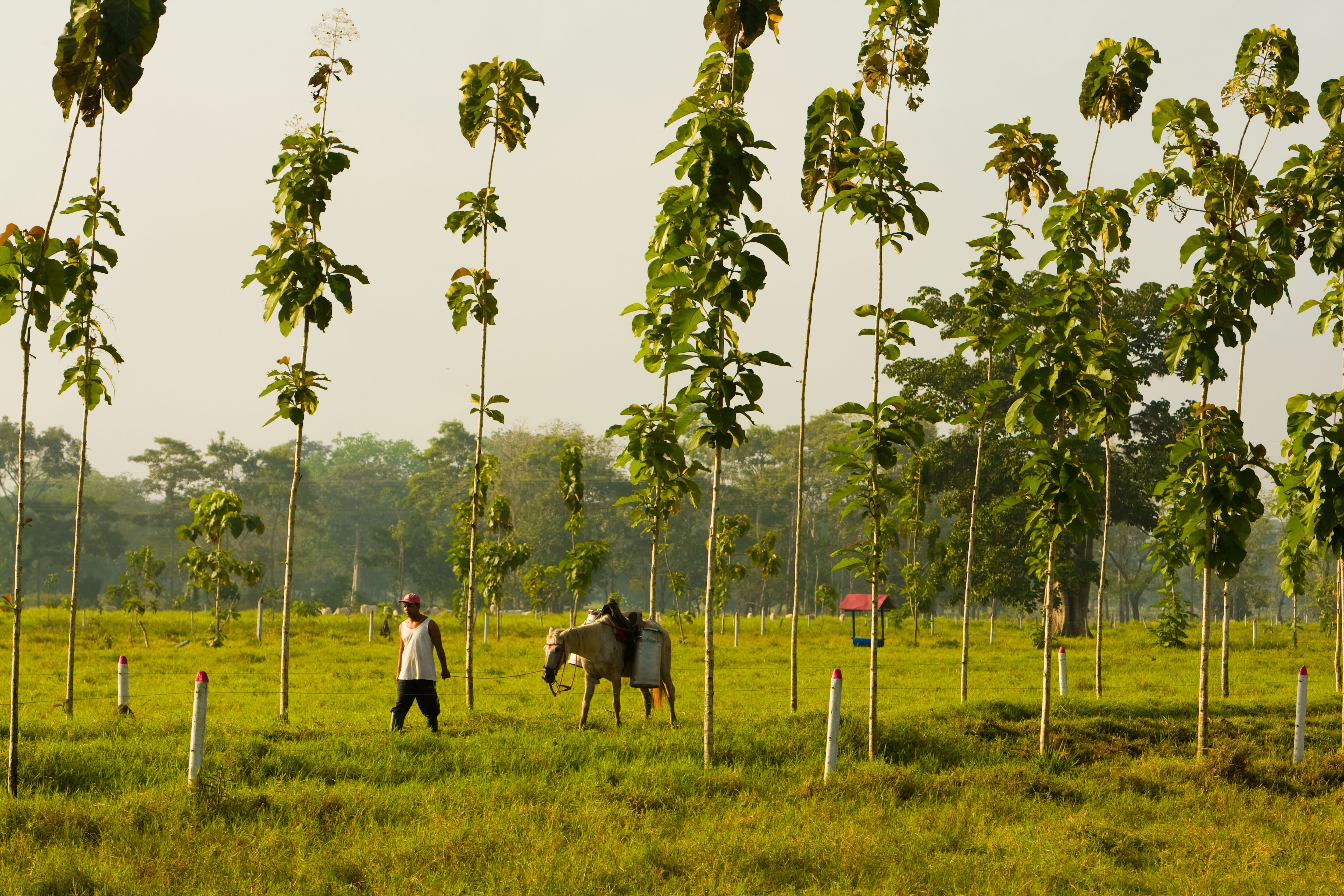 Campo en San Onofre, se encuentra en cercanías al Golfo de Morrosquillo y a espaldas de las faldas de las Serranías de San Jacinto.